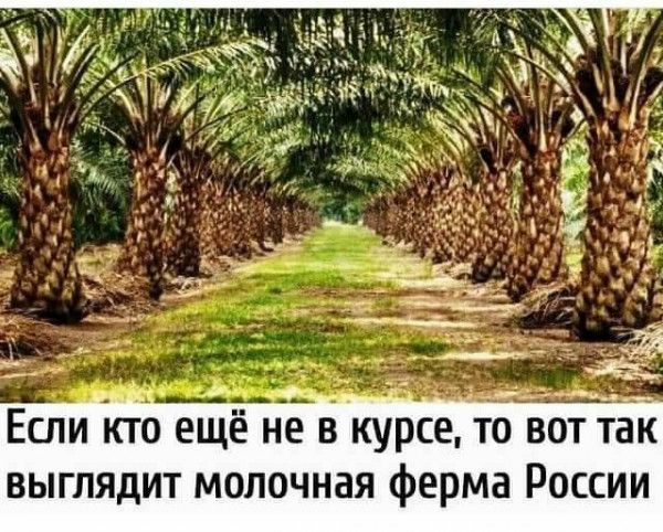 г и Если кто ещё не в курсе то вот так выглядит молочная ферма России