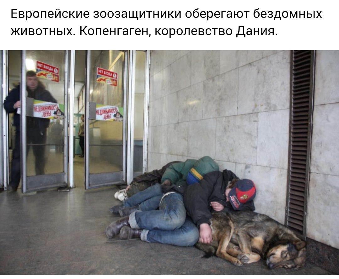 ЕВРОПЭЙСКИЗ ЗООЗЗЩИТНИКИ оберегают бездомных ЖИВОТНЫХ КОПЭНГЭГЭН КОРОЛЭВСТВО Дания