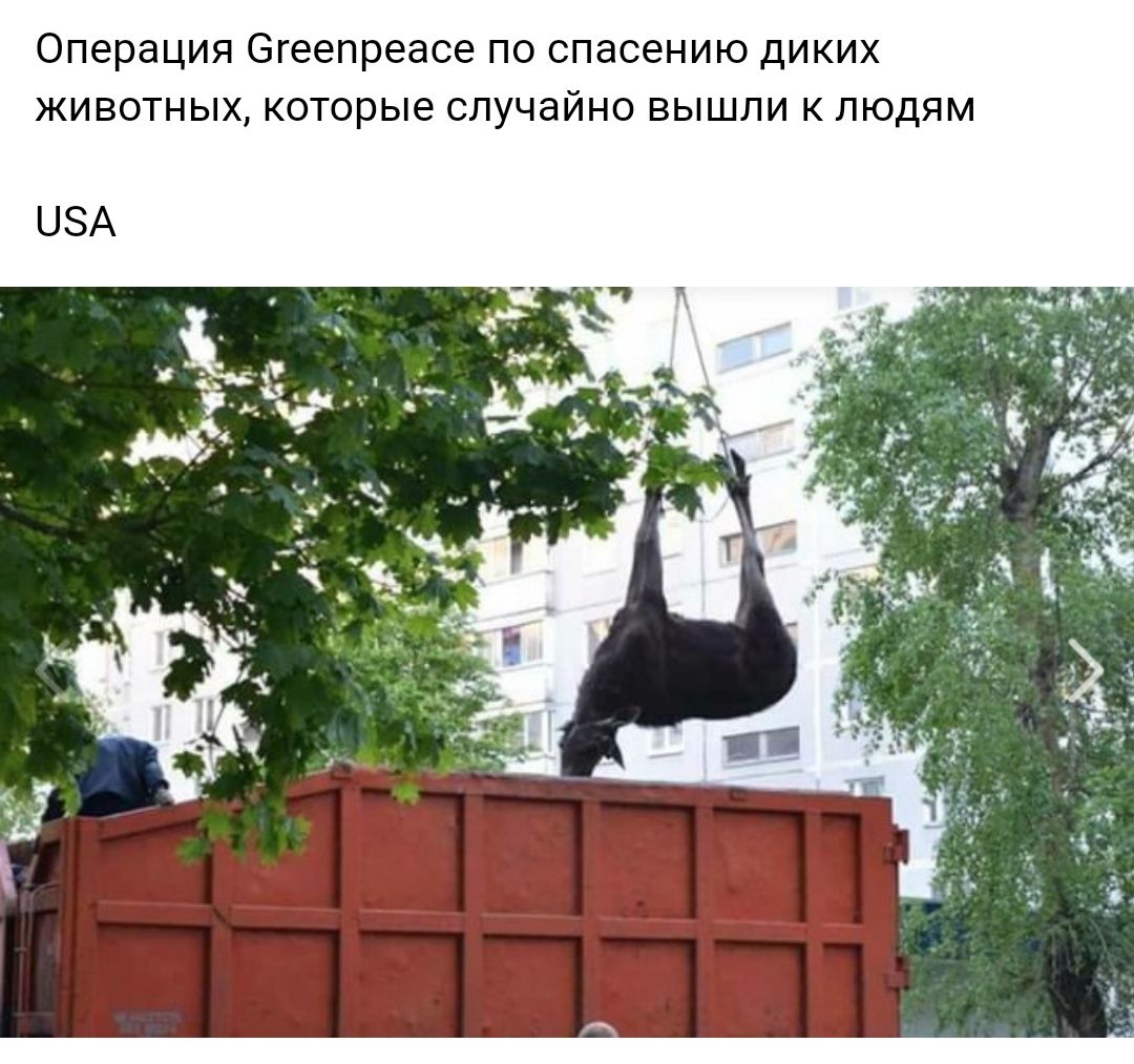 операция 6геепреасе по спасению ДИКИХ ЖИВОТНЫХ которые СЛУЧЭЙНО ВЫШЛИ К ЛЮДЯМ