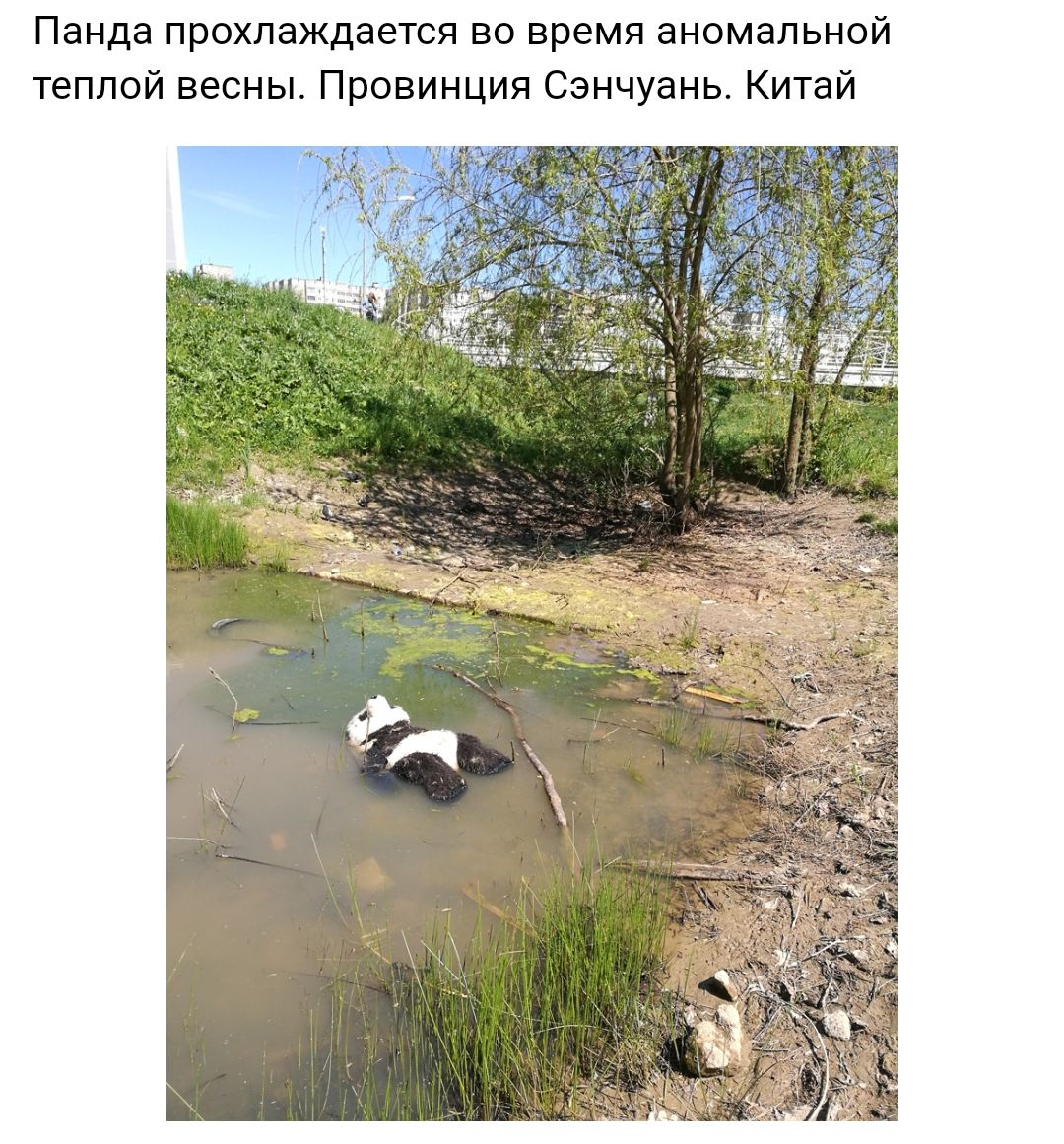 Панда прохлаждается во время аномальной теплой весны Провинция Сэнчуань Китай