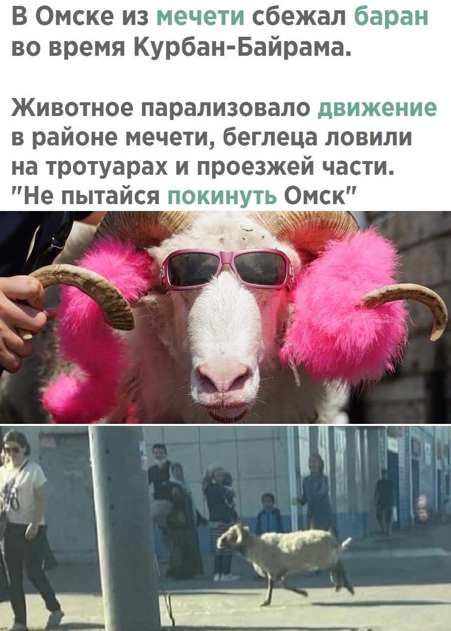 В Омске из сбежал во время Курбан Байрама Животное парализовало в районе мечети беглеца ловили на тротуарах и проезжей части Не пытайся _ Омск