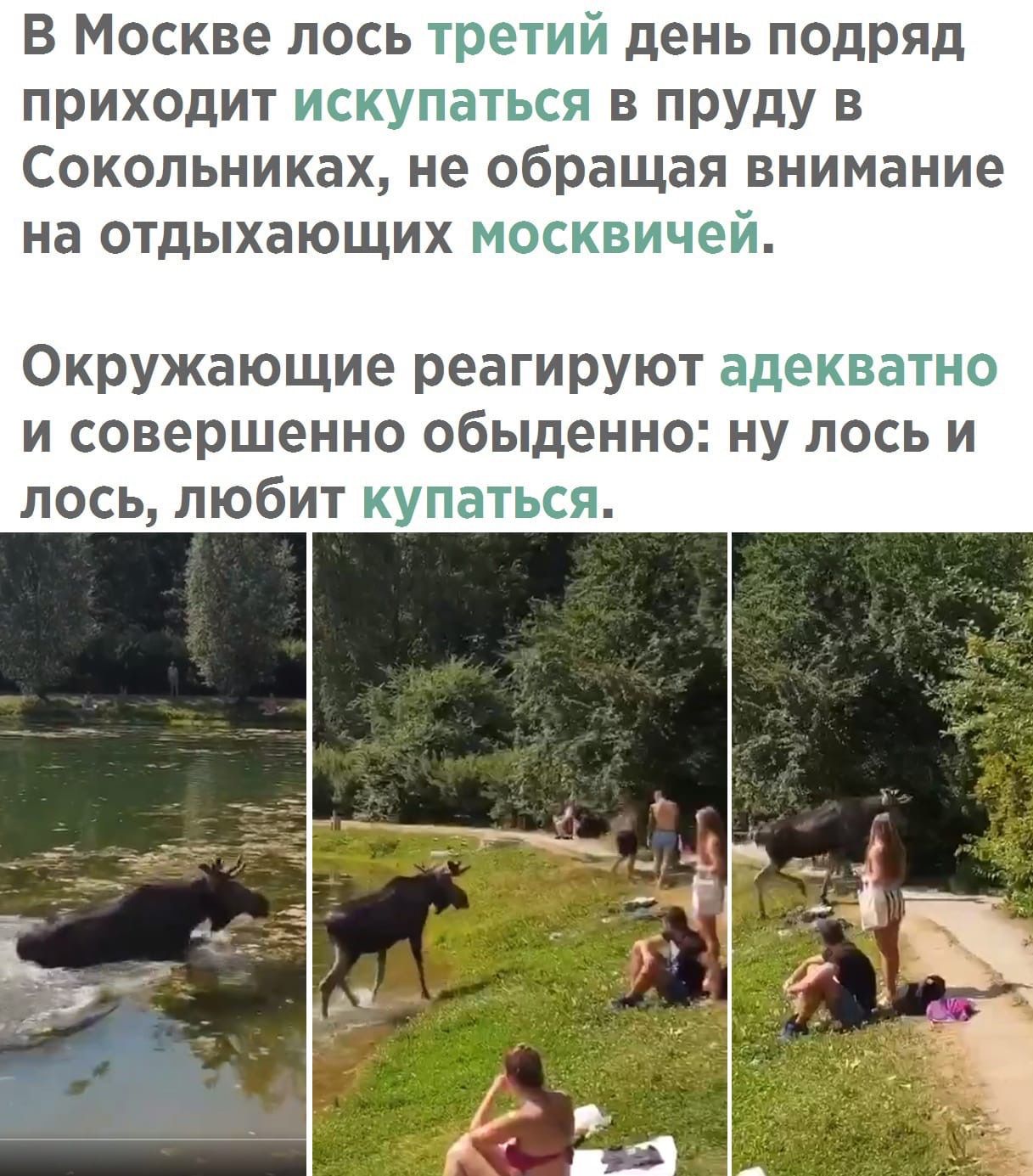 В Москве лось третий день подряд приходит искупаться в пруду в Сокольниках не обращая внимание на отдыхающих москвичей Окружающие реагируют адекватно и совершенно обыденно ну лось и лось любит купаться