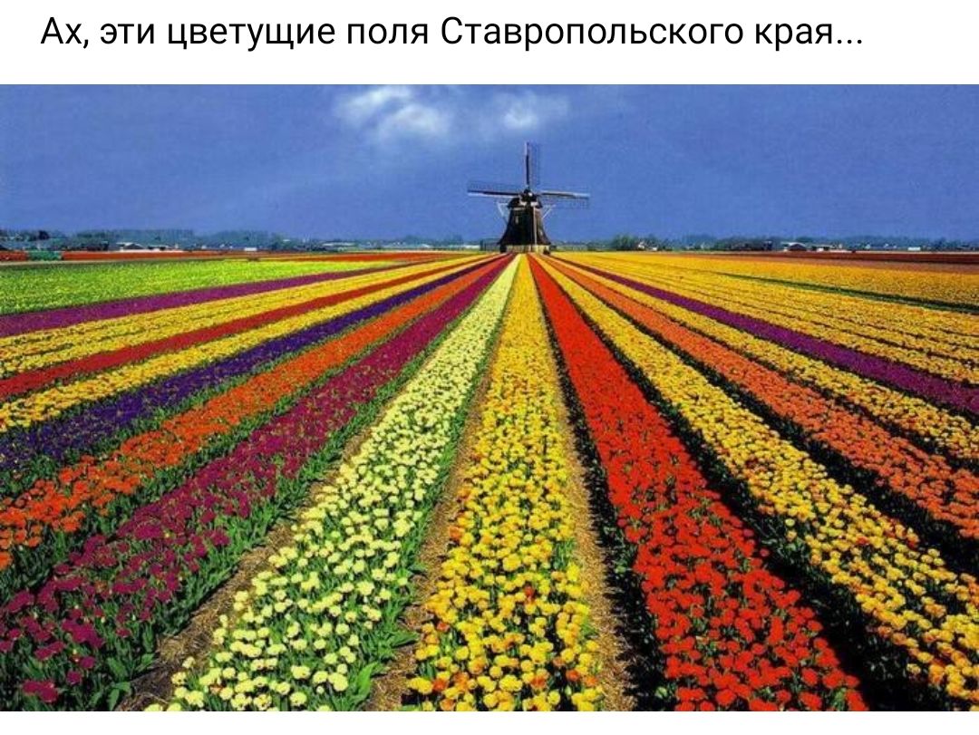 АХ ЭТИ ЦВЗТУЩИЗ ПОЛЯ СТаВРОПОЛЬСКОГО края