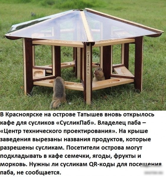 В Красноярске на острове Татышев вновь открылось кафе для сусликов СусликПаб Владелец паба Центр технического проектирования На крыше заведения вырезаны названия продуктов которые разрешены сусликам Посетители острова могут подкладывать в кафе семечки ягоды фрукты и морковь Нужны ли сусликам дк коды для посещения паба не сообщается