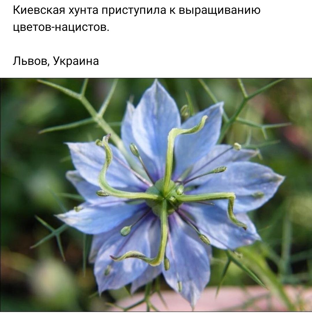 КИЗВСКЭЯ хунта ПЭИСТУПИЛЭ К ВЫРЭЩИВЭНИЮ ЦВЗТОВ НаЦИСТОВ Львов Украина _в_ _