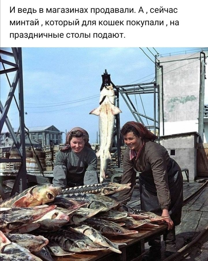 И ведь в магазинах продавали А сейчас минтай который для кошек покупали на праздничные столы подают