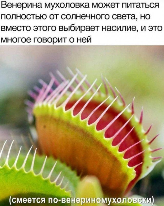 Венерина мухоловка может питаться полностью от солнечного света но вместо этого выбирает насилие и это многое говорит о ней