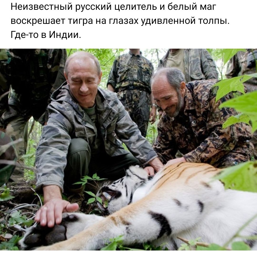 Неизвестный русский целитель и белый маг воскрешает тигра на глазах удивленной толпы Где то в Индии