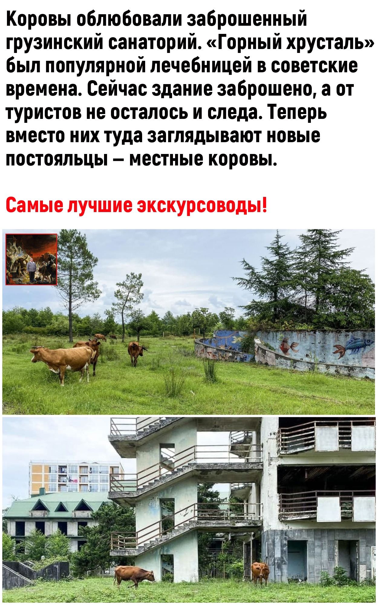 Коровы облюбовали заброшенный грузинский санаторий Горный хрусталь был популярной лечебницей в советские времена Сейчас здание заброшено а от туристов не осталось и следа Теперь вместо них туда заглядывают новые постояльцы местные коровы Самые лучшие экскурсоводы
