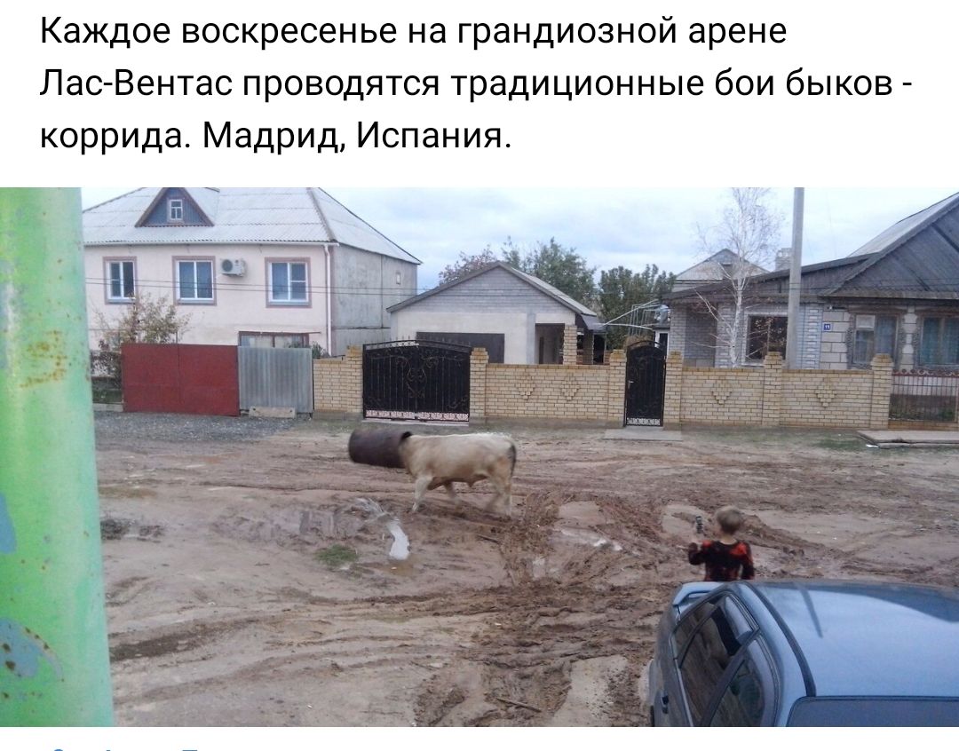 Каждое воскресенье на грандиозной арене Лас Вентас проводятся традиционные бои быков коррида Мадрид Испания
