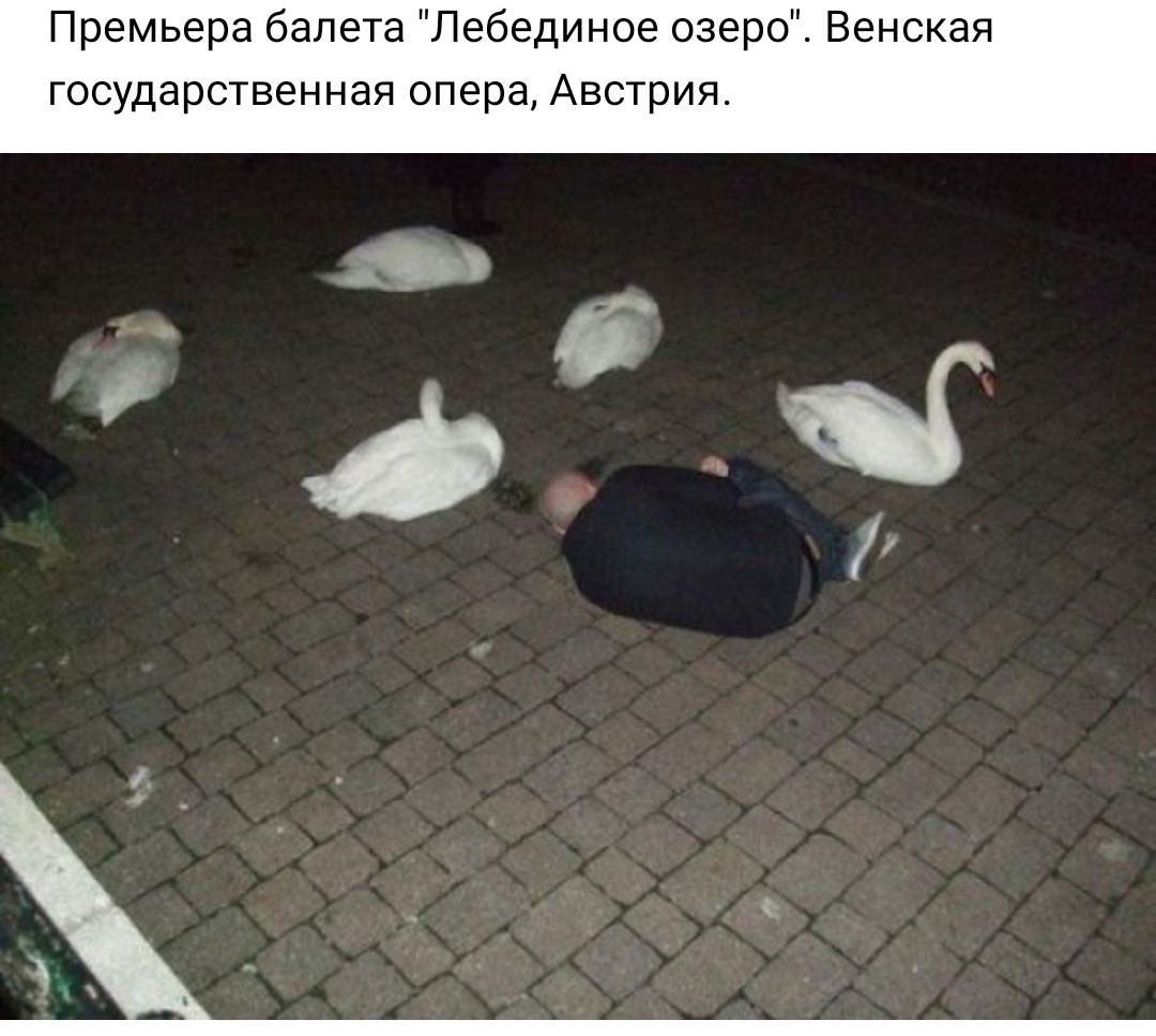 Премьера балета Лебединое озеро Венская ГОСУДЭРСТВЗННЭЯ опера АВСТРИЯ с ііЧ
