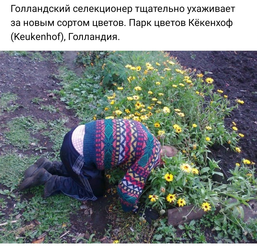 Голландский селекционер тщательно ухаживает за новым сортом цветов Парк цветов Кёкенхоф КеиКепЬот Голландия