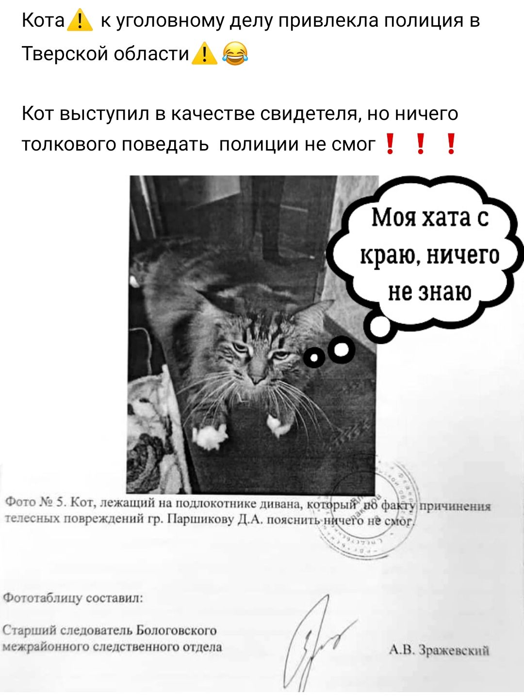 КотаА к уголовному делу привлекла полиция в Тверской областиА Кот выступил в качестве свидетеля но ничего толкового поведать полиции не смог Моя хата с краю НИЧЕГО не знаю анх понрсж шннй тр Парпшкош Ч пояснить ниче не смог Фопчабдни составил 1 гаршнй иль ловишьБолшоиского 1 1сжрайі1и следственного отдела Г В Зражснсмлй у