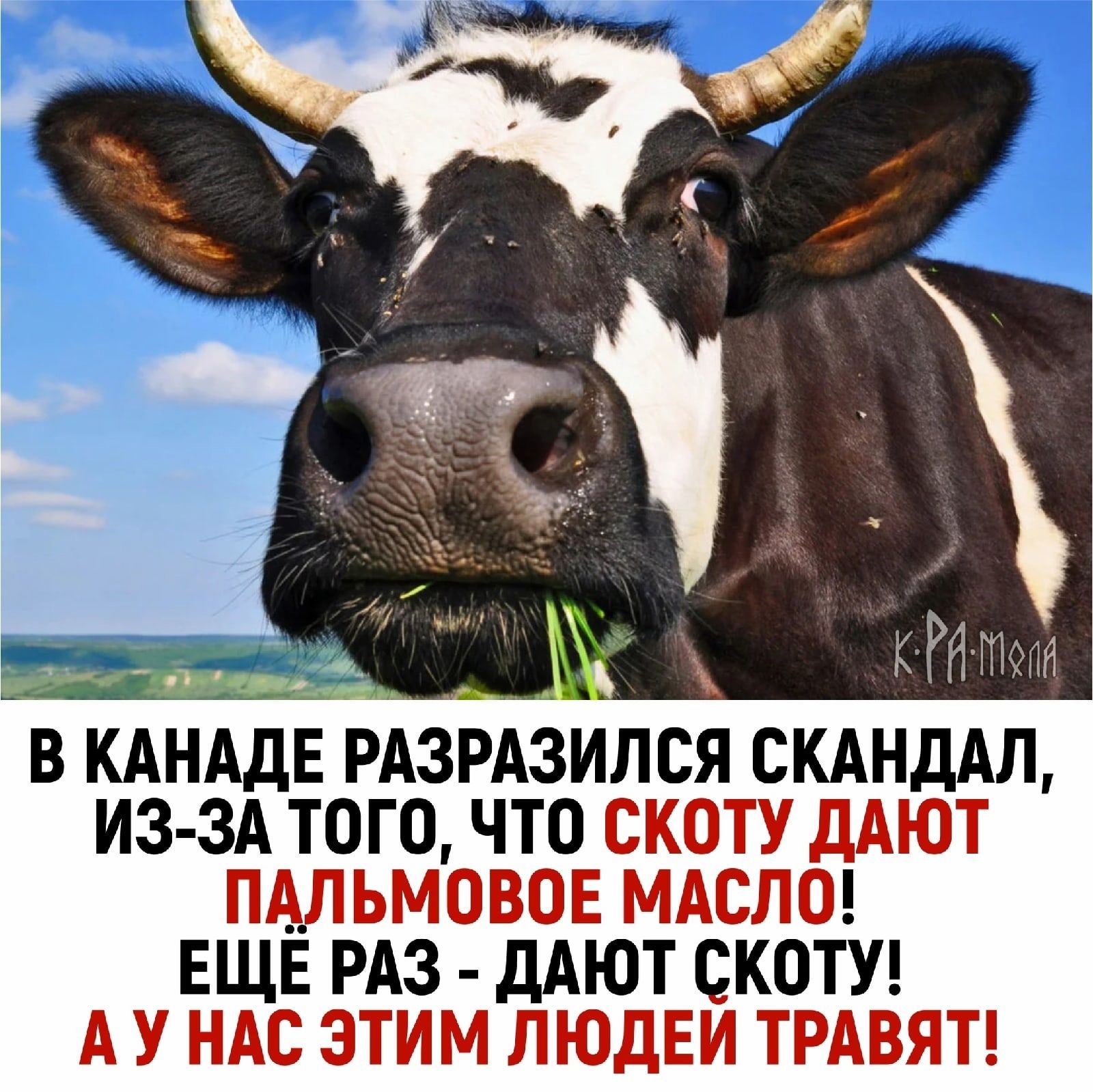 в КАНАДЕРАЗРАЗИЛСЯ СКАНДАЛ ИЗ ЗА того что циис 3 Г д ЕЩЕ ЕАЗ дАЮТ СКОТУЦ Щ м