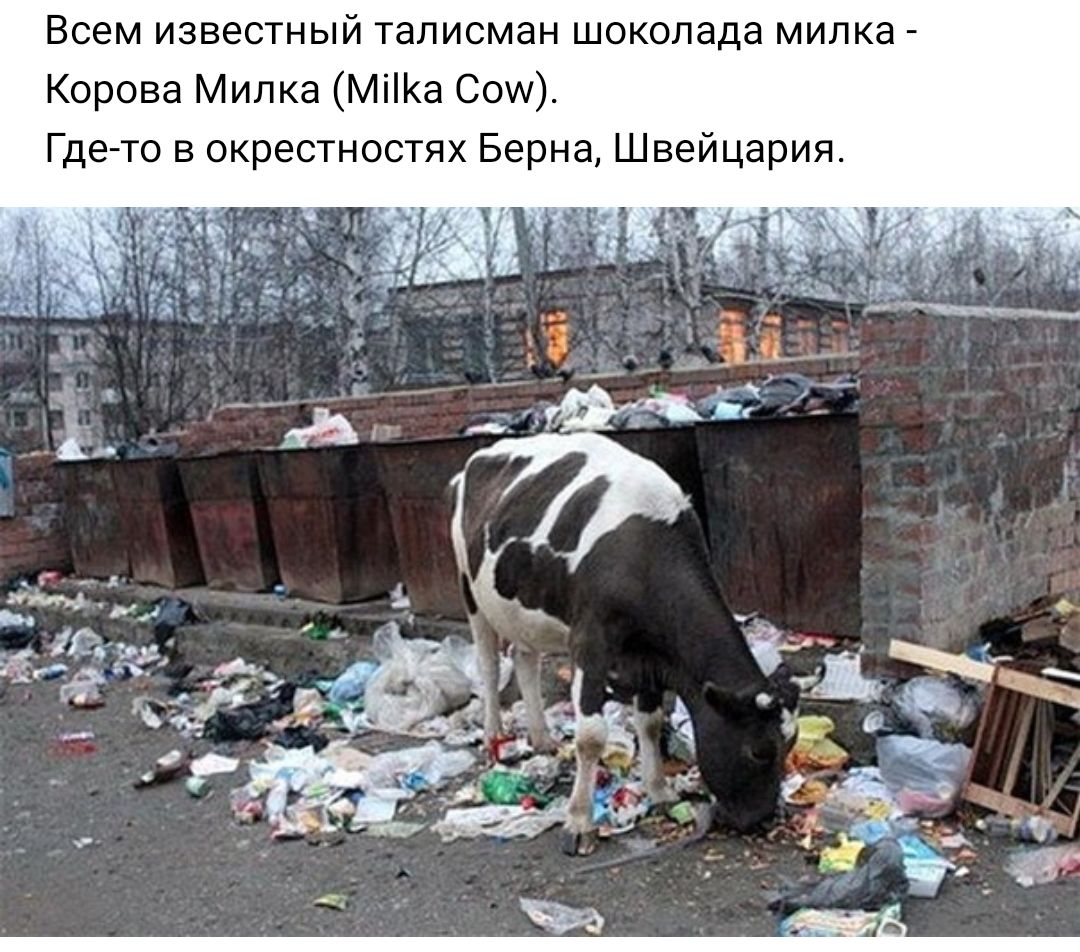 Всем известный талисман шоколада милка Корова Милка Міа Сош Где то в окрестностях Берна Швейцария