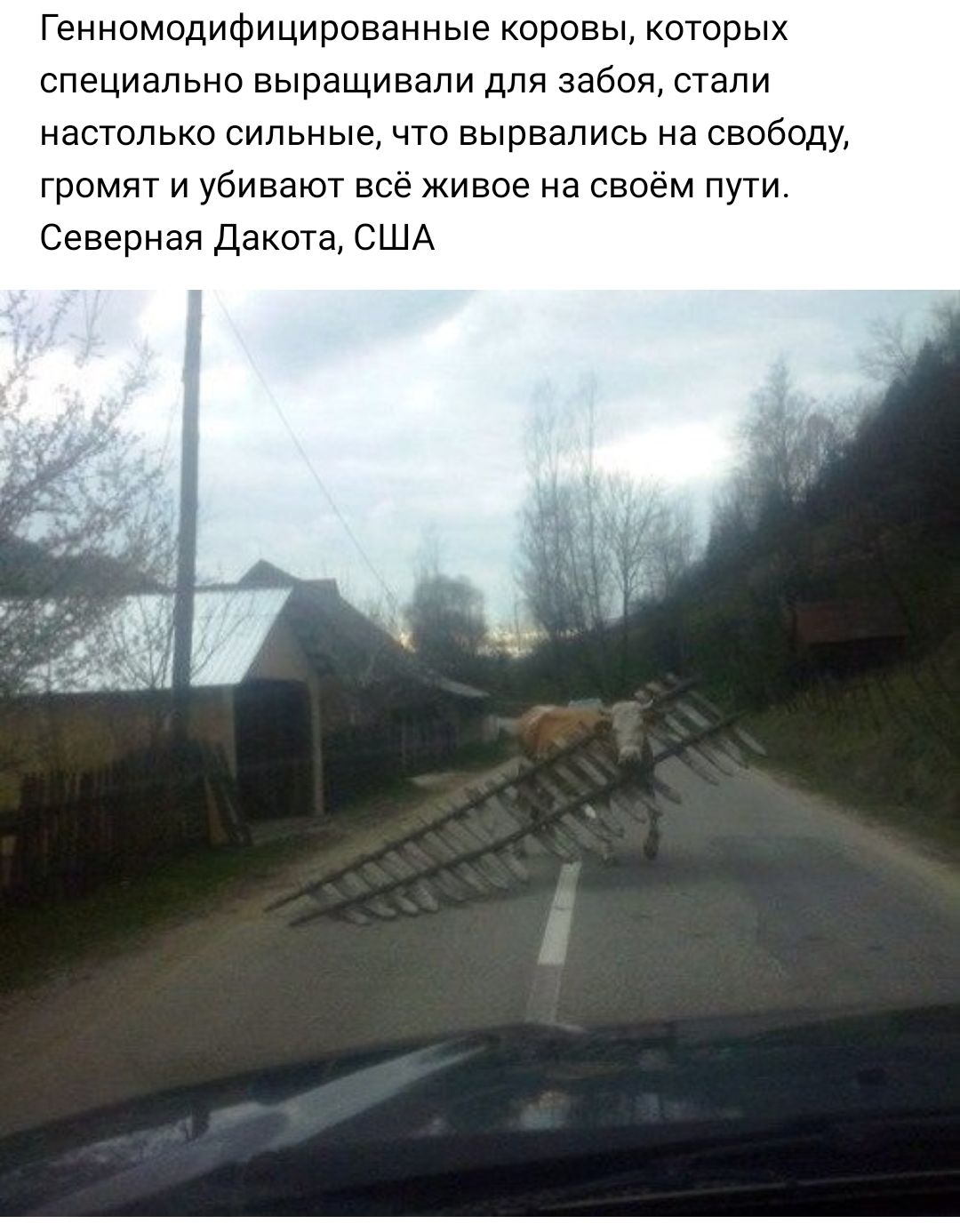 Генномодифицированные коровы которых специально выращивали для забоя стали настолько сильные что вырвались на свободу громят и убивают всё живое на своём пути Северная Дакота США
