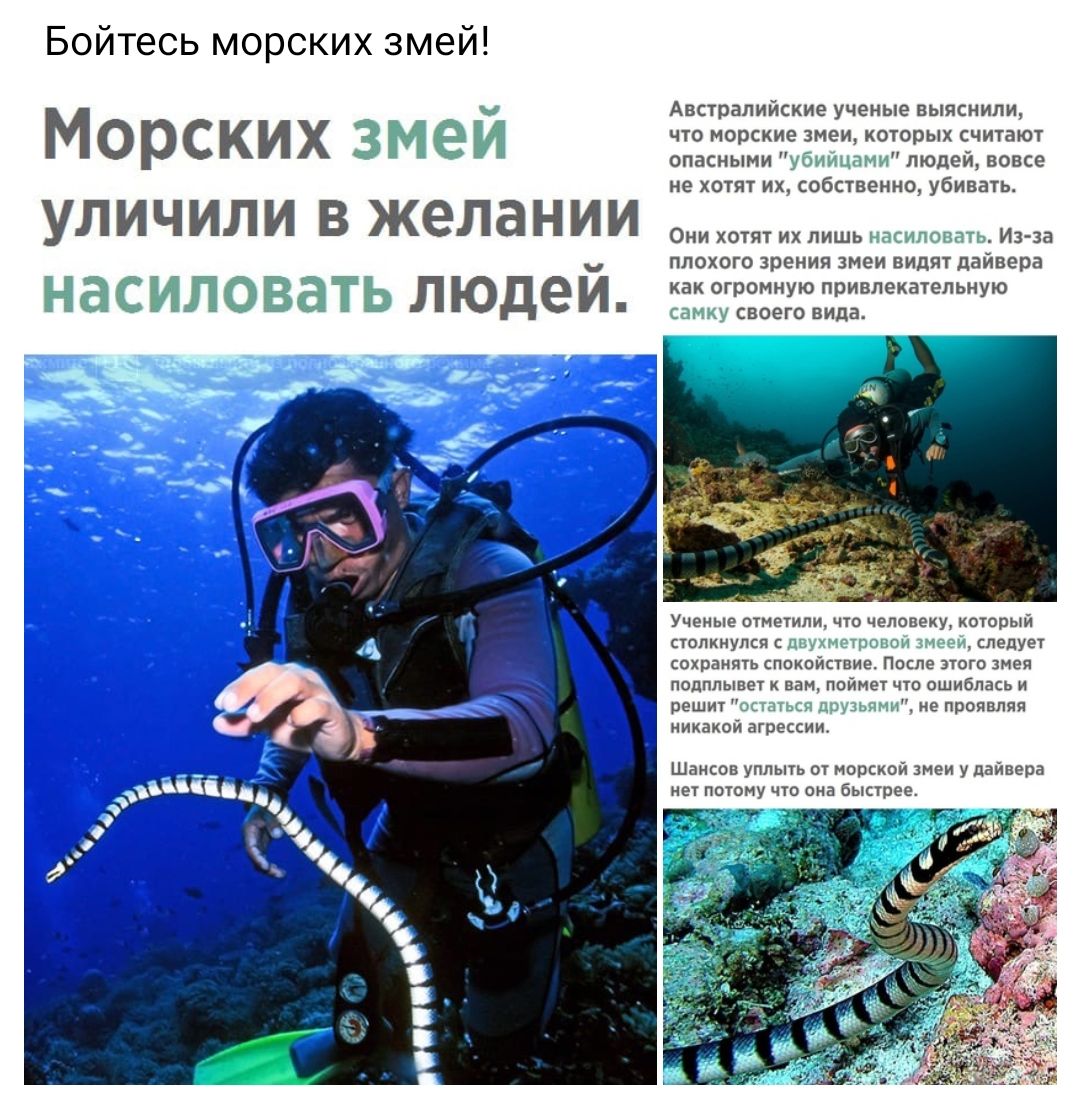 Бойтесь морских змей Морских змей УЛИЧИЛИ В желании ЗСИЛФБЭ Ь людей Австралийские ученые выяснили что морские змеи которых считают опасными убиицпми людей вовсе не хотят их собственно убивать Они хотят их лишь насиловать Из за плохого зрения змеи видят дайвера как огромную привлекательную самку своего вида Ученые отметили что человеку который столкнулся с п нгпчгпои и следует сохранять спокойствие