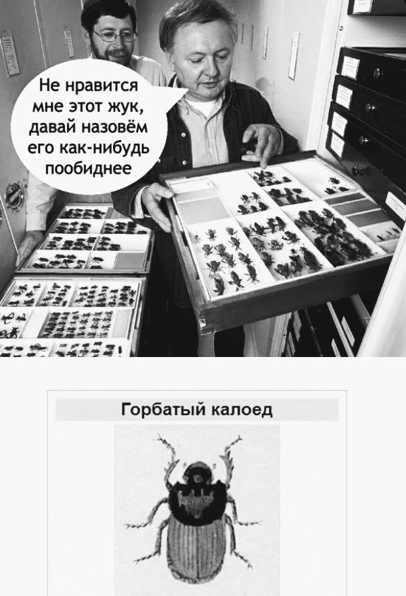 Не нравится мне этот жук давай назовём д его как нибудь Ь пообиднее