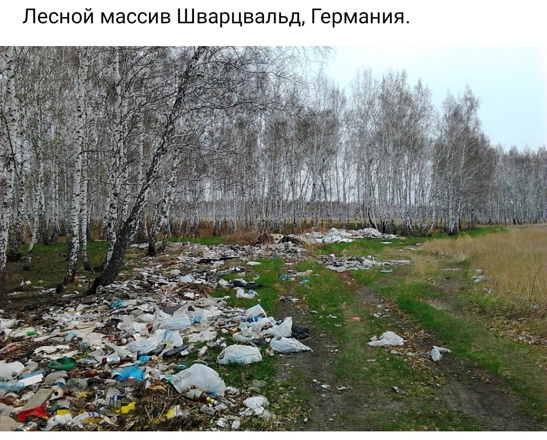 Лесной массив Шварцвальд Германия