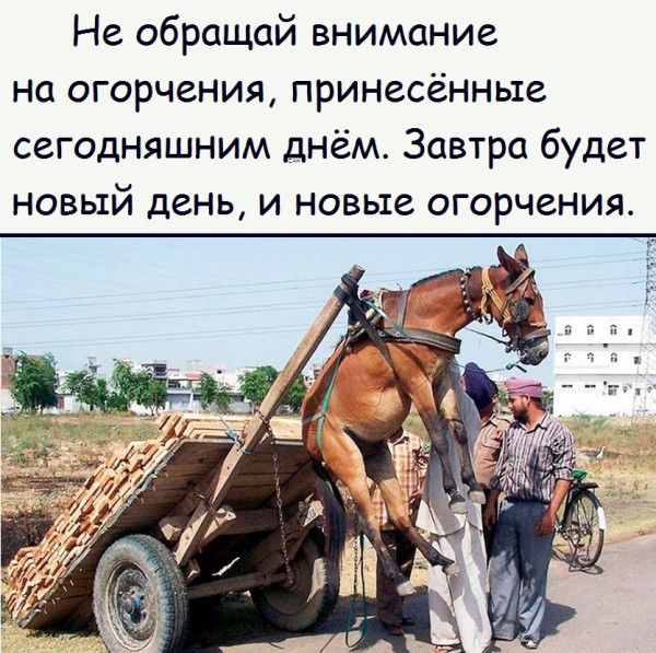 Не обращай внимание на огорчения принесенные сегодняшним днём Завтра будет новый день и новые огорчения