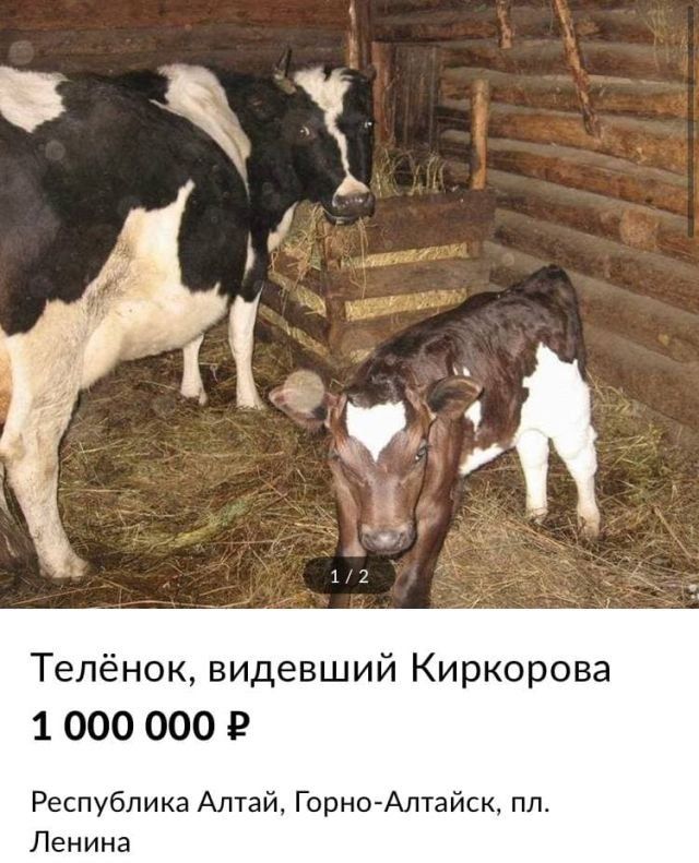 Телёнок видевший Киркорова 1 000 000 2 Республика Алтай Горно Алтайск пл Ленина