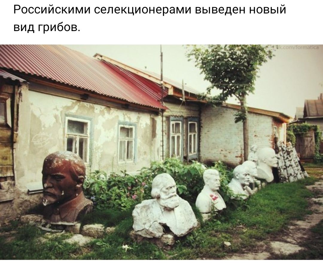 Российскими селекционерами выведен новый вид грибов