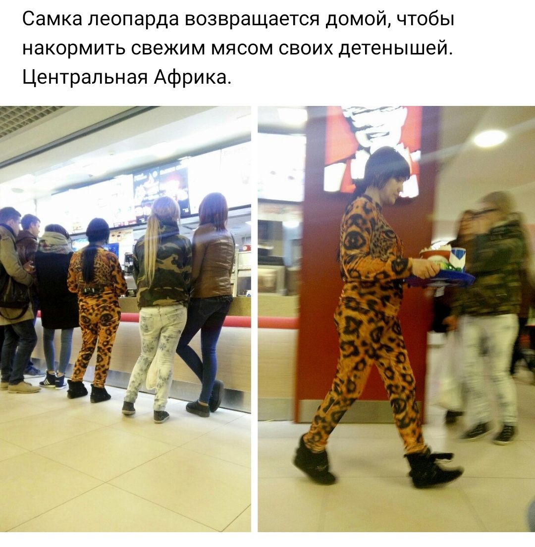 Самка леопарда возвращается домой чтобы накормить свежим мясом своих детенышей Центральная Африка