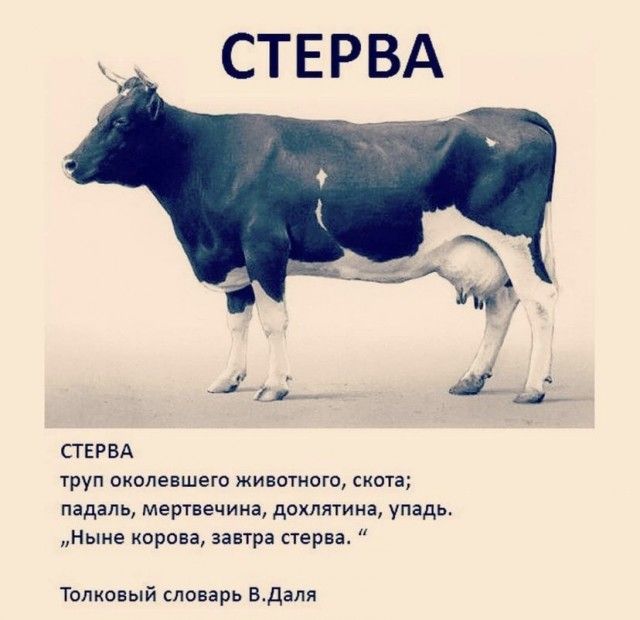 СГЕРВА труп окопевшего животного скота падаль мертвечина дохлятина упадь Ныне корова завтра стерва Толковый словарь Вдапя