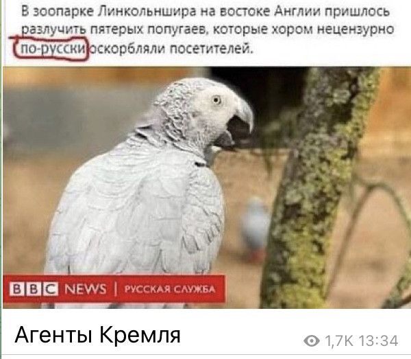 В зоопарке Линкольншира на востоке Англии пришлось пятерых попугаев которые хором нецензурно корбляли посетителей Агенты Кремля оъ7к1334
