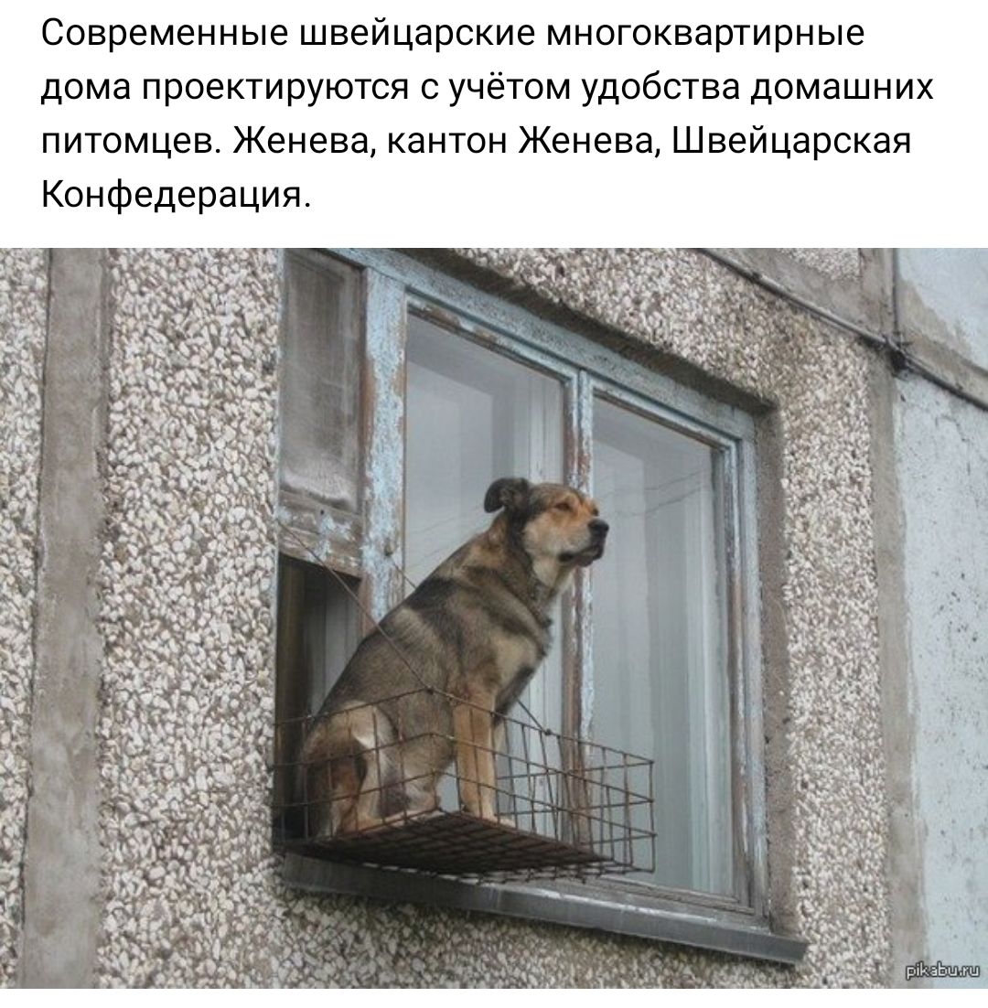 Современные швейцарские многоквартирные дома проектируются с учётом удобства домашних питомцев Женева кантон Женева Швейцарская Конфедерация