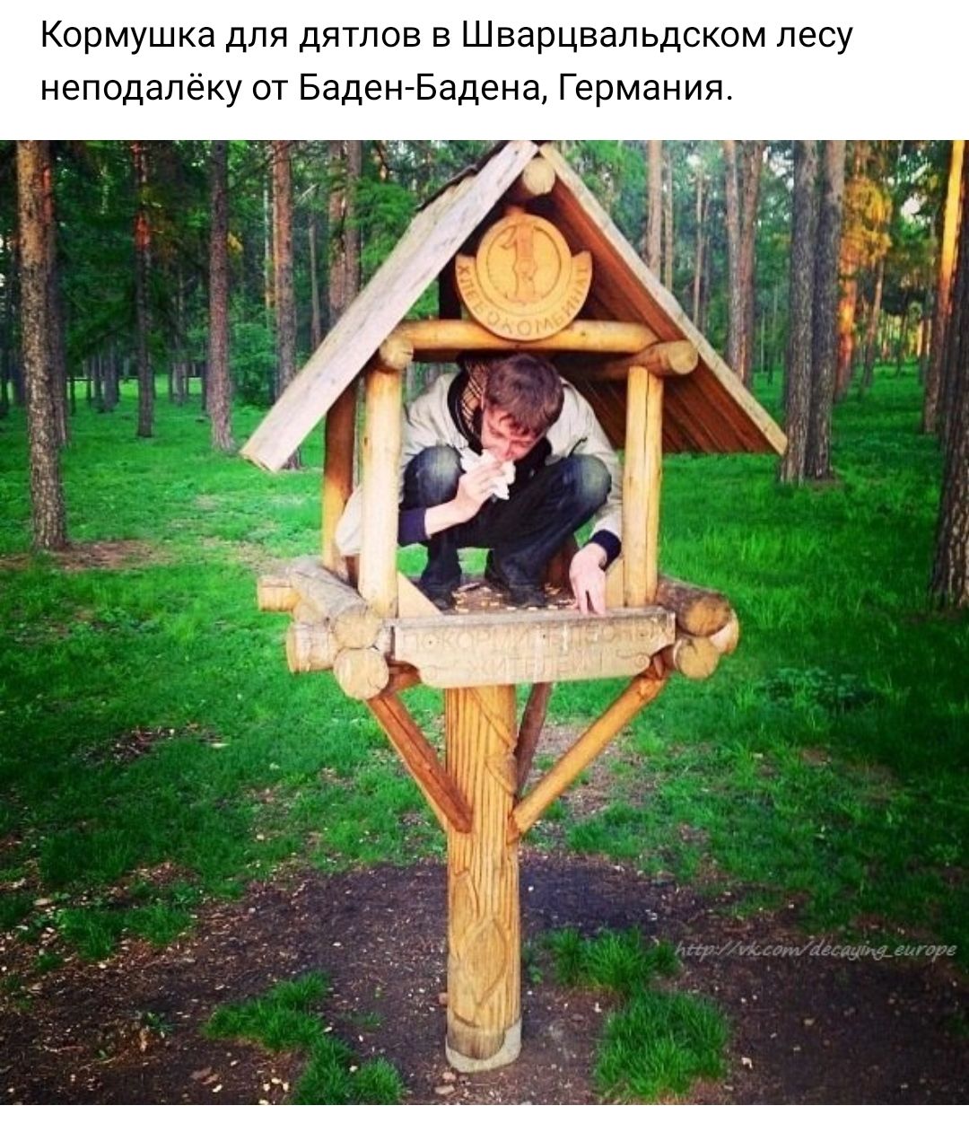 Кормушка для дятлов в Шварцвальдском лесу неподалёку от Баден Бадена Германия