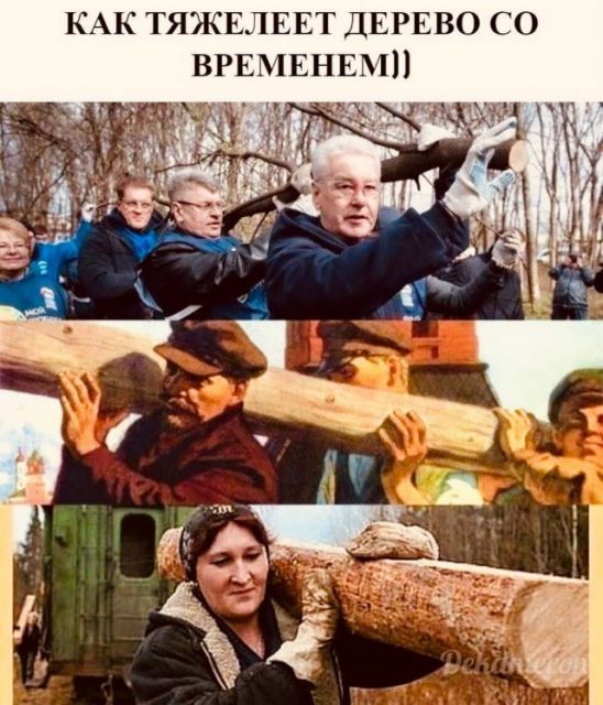 КАК ТЯЖЕЛЕЕТ ДЕРЕВО со ВРЕМЕНЕМ