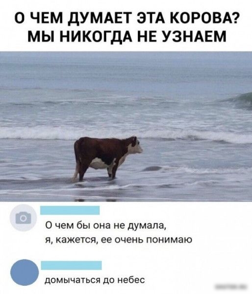 О ЧЕМ дУМАЕТ ЭТА КОРОВА МЫ НИКОГДА НЕ УЗНАЕМ тмжюдътд О чем бы она не думала я кажется ее очень понимаю домычаться ди небес