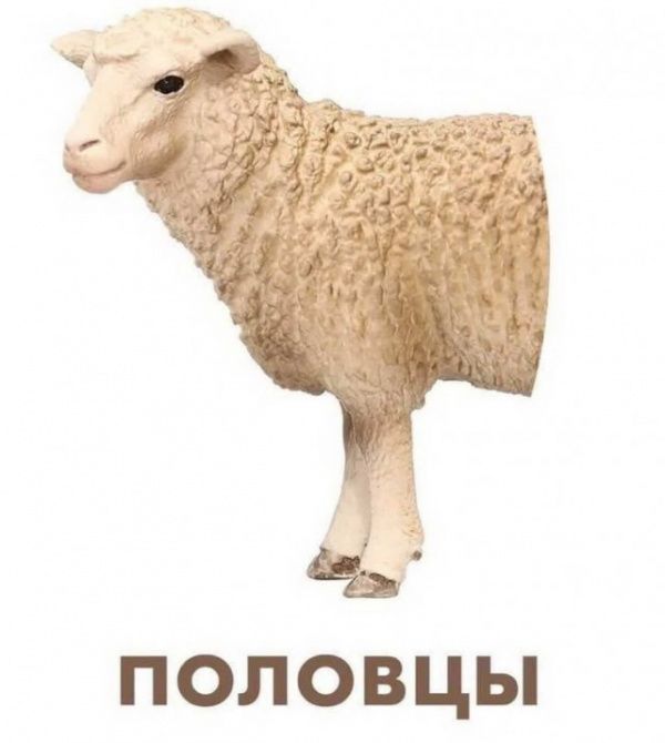 половцы