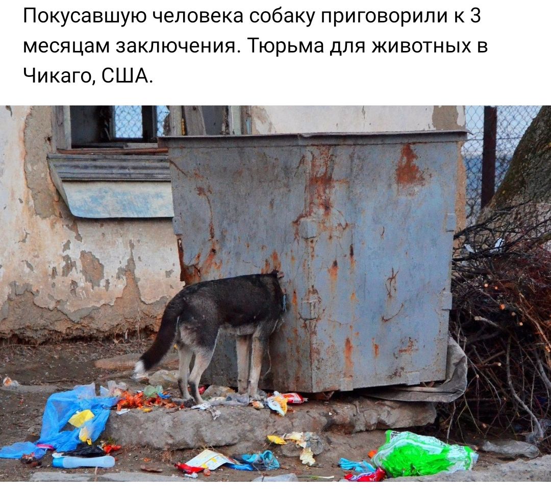Покусавшую человека собаку приговорили к 3 месяцам заключения Тюрьма для животных в Чикаго США
