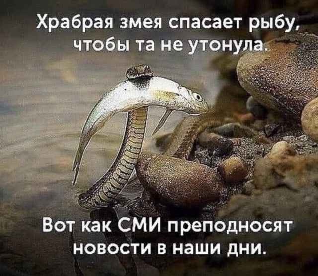 Храбрая змея спасает рыбу ну Вот как СМИ преподносят новости в наши дни