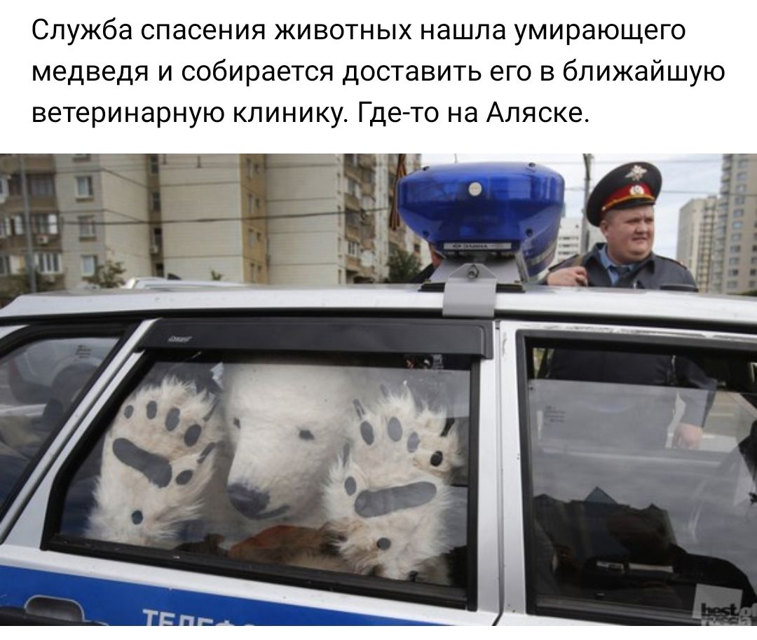 Служба спасения животных нашла умирающего медведя и собирается доставить его в ближайшую ветеринарную клинику Где то на Аляске