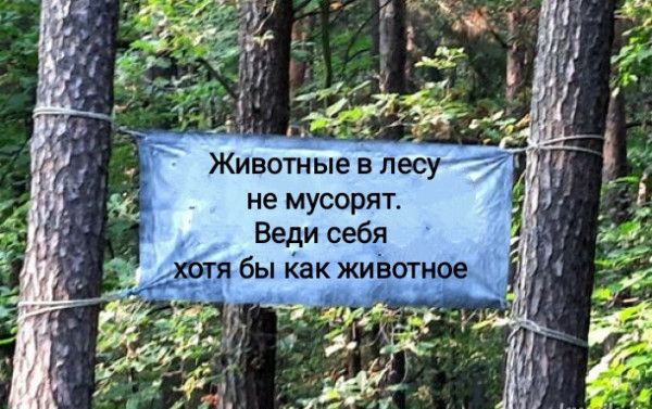 Животные в лесу не мусорят Веди себя _ хотя бы как животное
