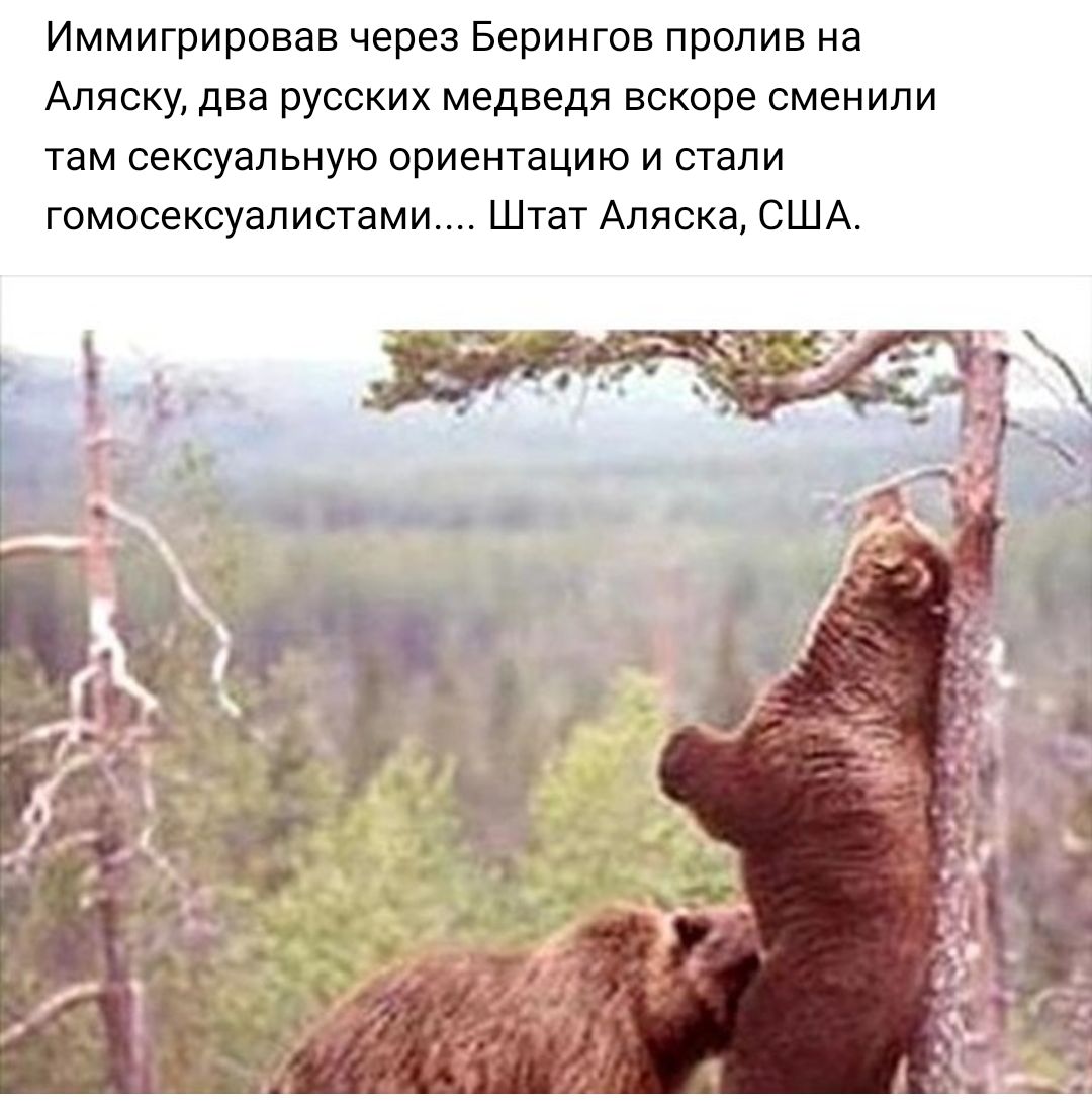 Спаривание человека с медведем