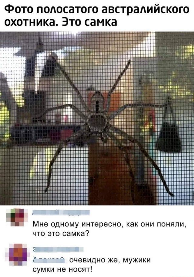 Фото подосатого австрадийского охотника Это самка ц пг Мне одному интересно как они поняли что это самка очевидно же мужики сумки не носят