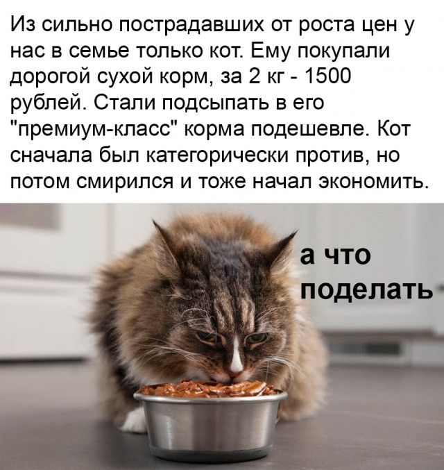 Из сильно пострадавших от роста цен у нас в семье только кот Ему покупали дорогой сухой корм за 2 кг 1500 рублей Стали подсыпать в его премиум класс корма подешевле Кот сначала был категорически против но потом смирился и тоже начал экономить а ЧТО поделать