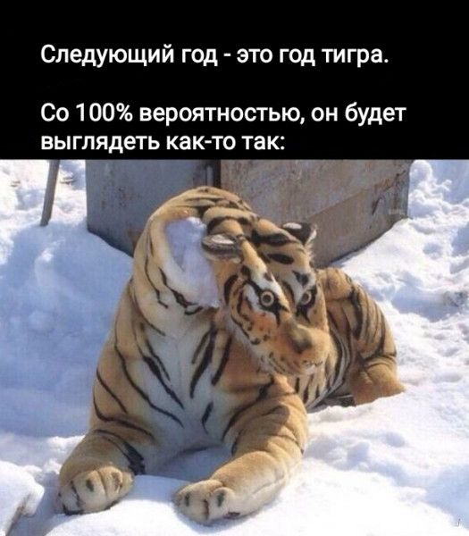 Следующий год это год тигра Со 100 вероятностью он будет выгляд