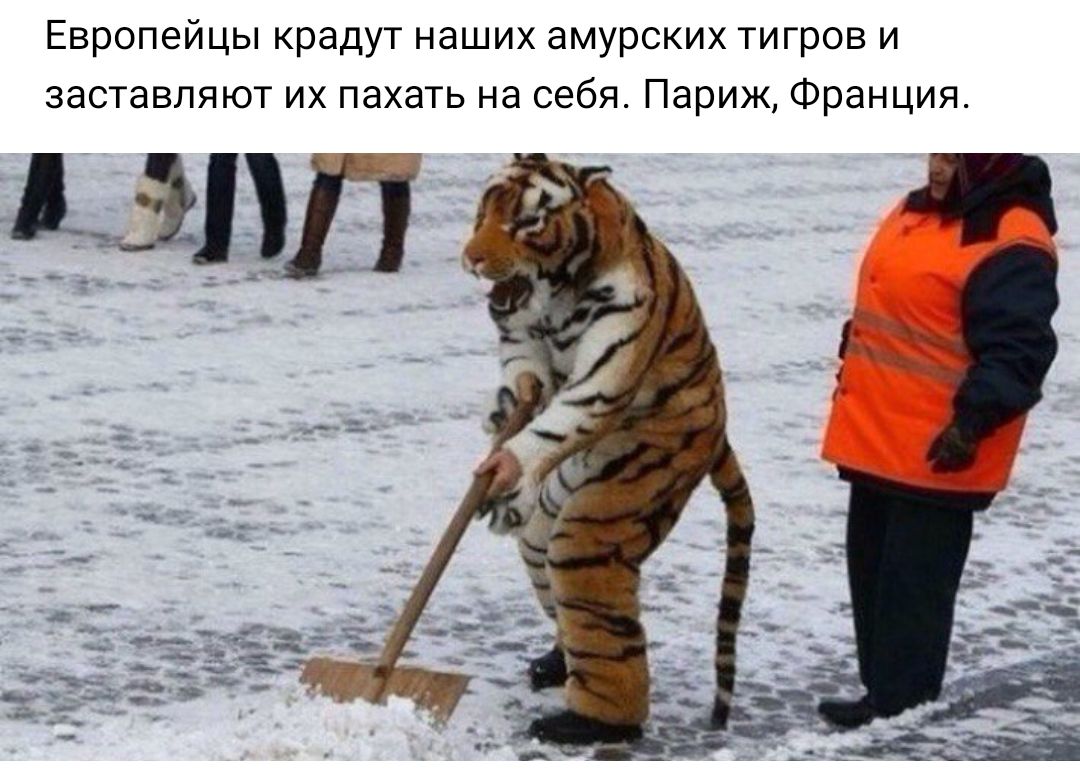 Европейцы крадут наших амурских тигров и заставляют их пахать на себя Париж Франция