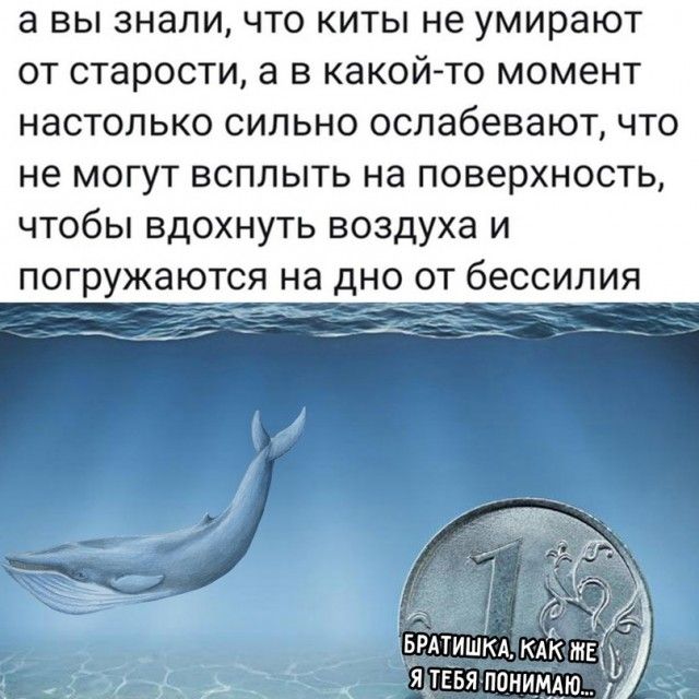 а вы знали ЧТО КИТЫ не умирают ОТ старости а В КдКОЙ ТО МОМЭНТ НЗСТОЛЬКО СИЛЬНО ослабевают ЧТО не могут всплыть на поверхность чтобы вдохнуть воздуха и погружаются на дно от бессилия вмтишкд так же _ я твья портит