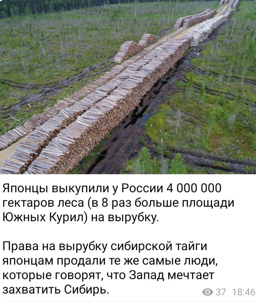 Японцы выкупили у России 4 000 000 гектаров леса в 8 раз больше площади Южных Курил на вырубку Права на вырубку сибирской тайги японцам продали те же самые люди которые говорят что Запад мечтает захватить Сибирь