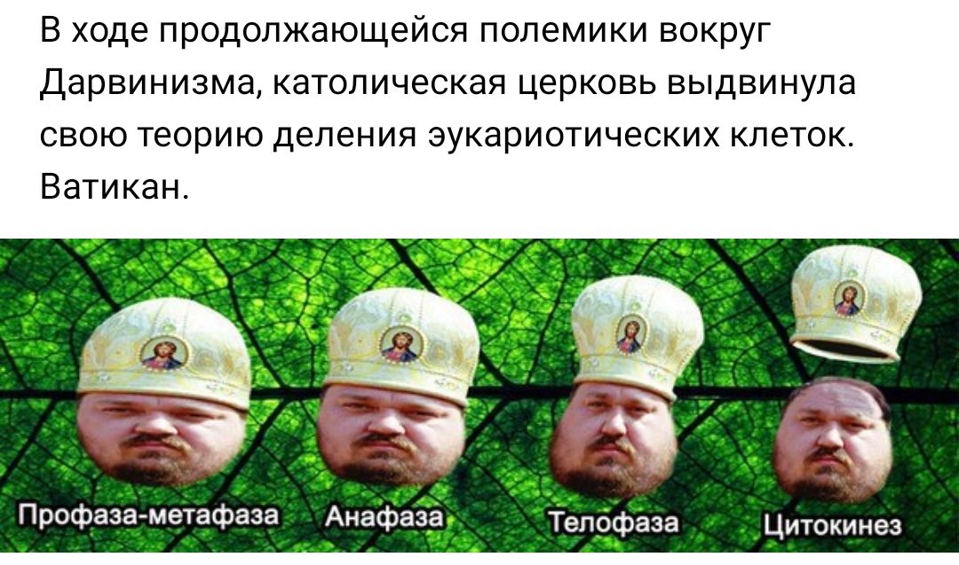 В ходе продолжающейся полемики вокруг Дарвинизма католическая церковь выдвинула свою теорию деления эукариотических клеток Ватикан Профаза метафаза Анафаза Тепофаза Цитокинез