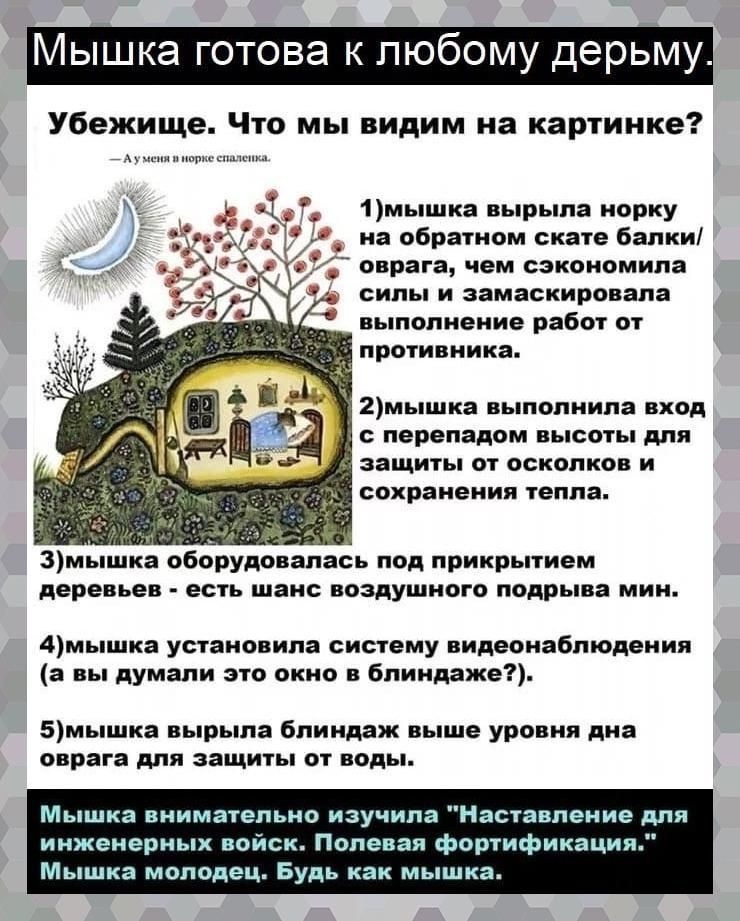 Мышка готова к любому дерьму Убежище Что мы видим на картинке _ щщщм 1мышка вырыпа норку _ на обратном скате балки оврага чем сэкономила силы и замаскировала выполнение работ от противника 2мышка выполнила вход перепадом высоты для ка Оборудов лась под прикрытием деревьев есть шанс воздушного подрыва мин 4мышка установила систему видеонаблюдения а вы думали это окно в бпиндаже 5мышка вырыла блинда