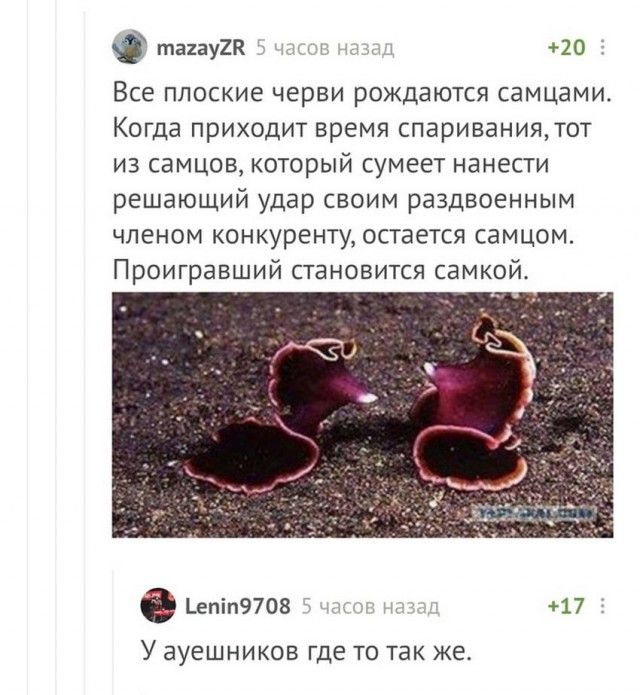 таиау2К 20 Все плоские черви рождаются самцами Когда приходит время спариваниятот из самцов который сумеет нанести решающий удар своим раздвоенным членом конкуренту остается самцом Проигравший становится самкой сепіп9708 17 У ЭУеШНИКОВ Где ТО ТЭК Же