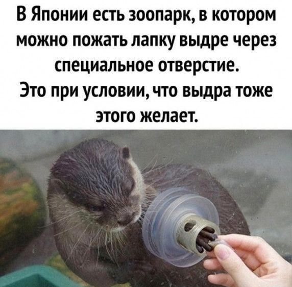В Японии есть зоопарк в котором можно пожать лапку выдре через специальное отверстие Это при условии что выдра тоже этого желает
