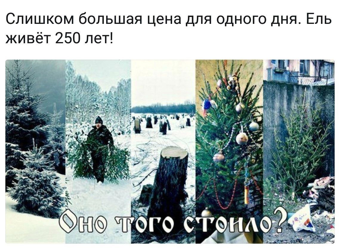 Слишком большая цена для одного дня Ель живёт 250 лет